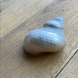 Twos Company • Shell 🐚 decor